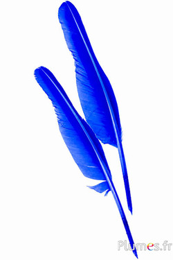 Schwan Schreibfeder - 33-36 cm - blau
